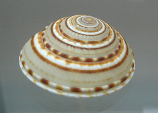 Architectonica perspectiva, Nahaufnahme