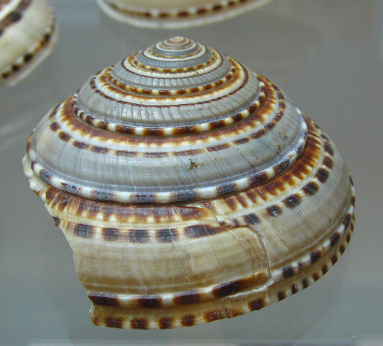 Architectonica trochlearis, Nahaufnahme