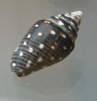 Pyrene ocellata, Nahaufnahme