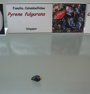 Pyrene fulgurans