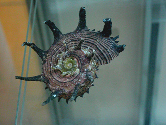 Angaria melanocantha, Nahaufnahme 01