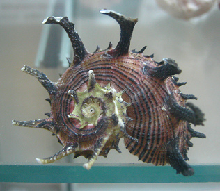 Angaria melanocantha, Nahaufnahme 02