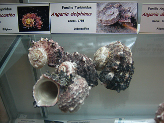 Angaria delphinus