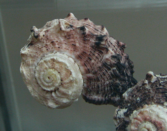 Angaria delphinus, Nahaufnahme