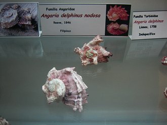 Angaria delphinus nodosa