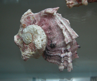 Angaria delphinus nodosa,
                                  Nahaufnahme 01
