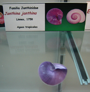 Janthina janthina
