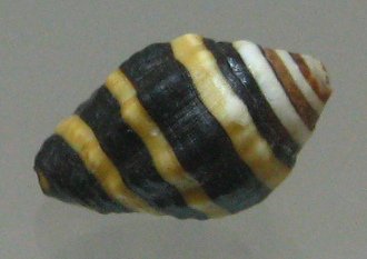 Engina mendicaria, Nahaufnahme