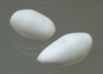 Atys cylindricus, Nahaufnahme
