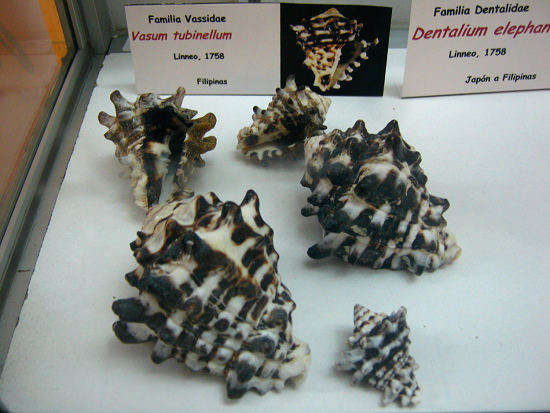 Vasum tubinellum