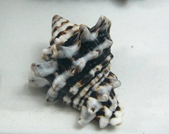 Vasum tubinellum, Nahaufnahme 02