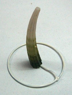 Dentalium elephantinum, Nahaufnahme