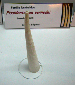 Fissidentalium vernedei, Nahaufnahme