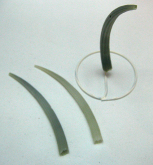 Dentalium aprinum, Nahaufnahme