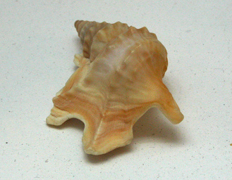 Aporrhais pespelicani, Nahaufnahme