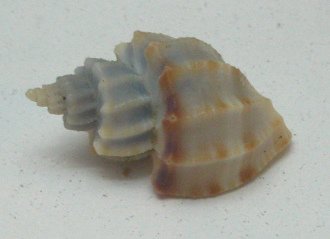 Scalptia scaleriformis, Nahaufnahme