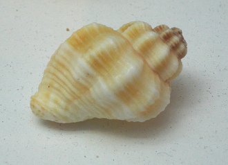 Cancellaria sp, Nahaufnahme