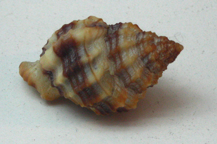 Cancellaria cancellata, Nahaufnahme