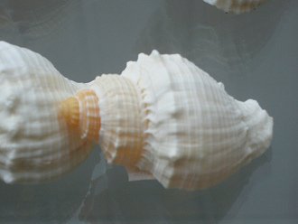 Cancellaria nodulifera,
                                  Nahaufnahme 02