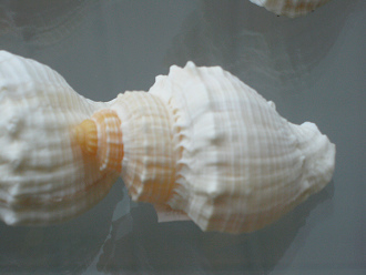 Cancellaria nodulifera, primer
                                  plano 02