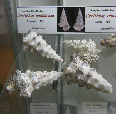 Cerithium nodolosum