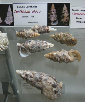 Cerithium aluco, vista total