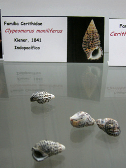 Clypeomorus moniliferus