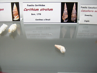 Cerithium atratum