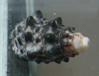 Cerithium caerulum, primer plano
                                  02