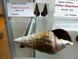 Terebralia palustris