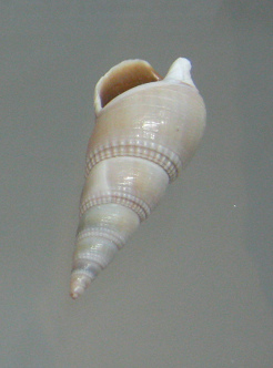 Bulla vittata, primer plano 02