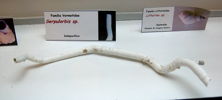 Serpulorbis sp