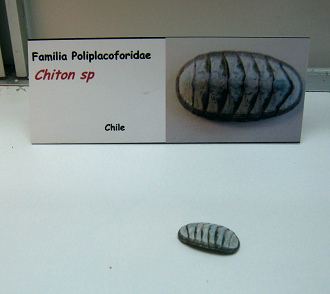 Chiton sp