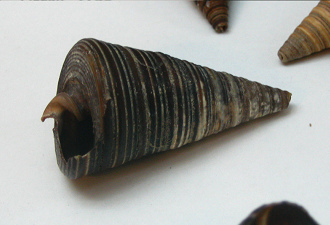 Telescopium telescopium, primer plano 01