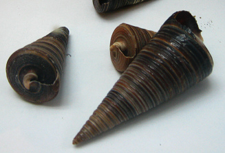 Telescopium telescopium, primer plano 02