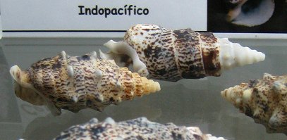 Cerithium aluco, primer plano 02