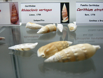 Rhinoclavis vertagus