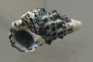 Cerithium caerulum, primer plano
                                  03