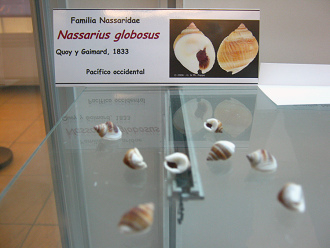 Nassarius globosus