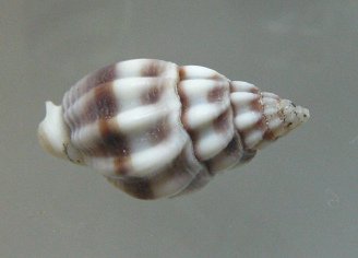 Nassarius stolatus, primer plano 01