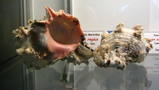 Hexaplex regius, vista total