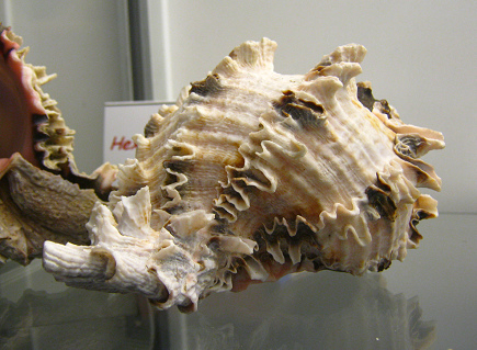 Hexaplex regius, primer plano