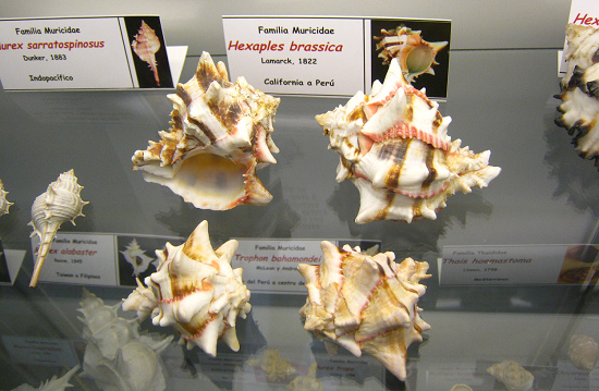 Hexaplex brassica, vista total