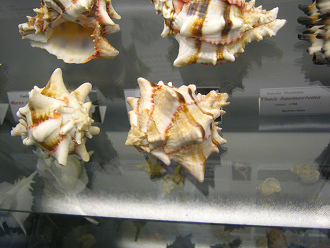 Hexaplex brassica, Teilansicht 01