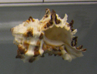 Hexaplex depressospinosus, primer
                                plano 02