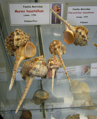 Murex haustellum, vista total