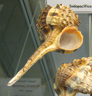 Murex haustellum, primer plano 02