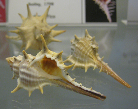 Murex trapa, primer plano 03