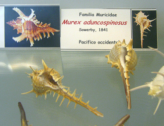 Murex aduncospinosus, Tafel