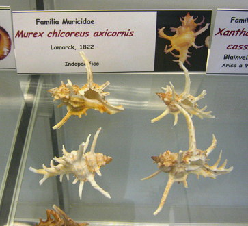 Murex chicoreus axicornis